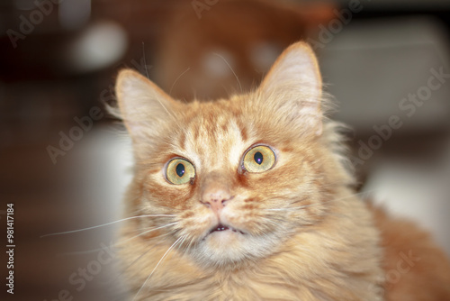 A closeup image of an adorable orange cat gazing directly at the camera