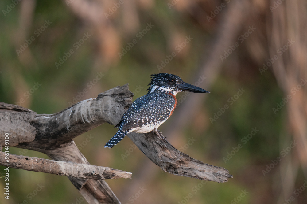 Fototapeta premium kingfisher on a branch