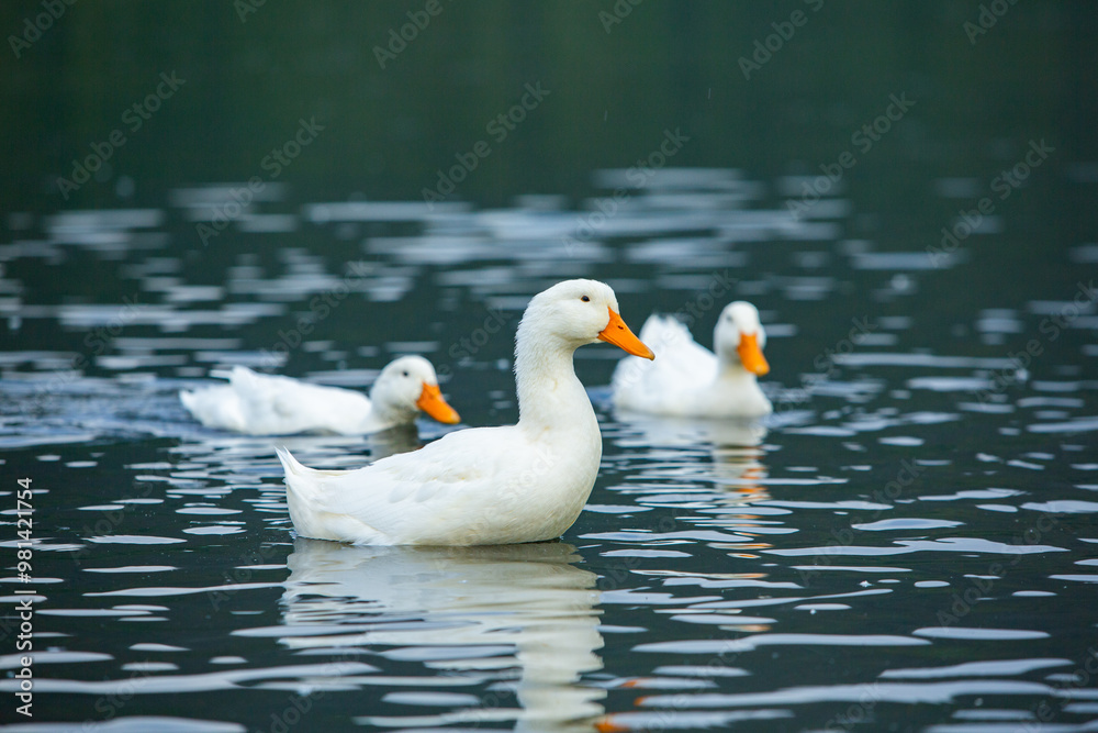 Happy domestic white duck bathing on the lake. Happy domestic white duck bathing on the lake.