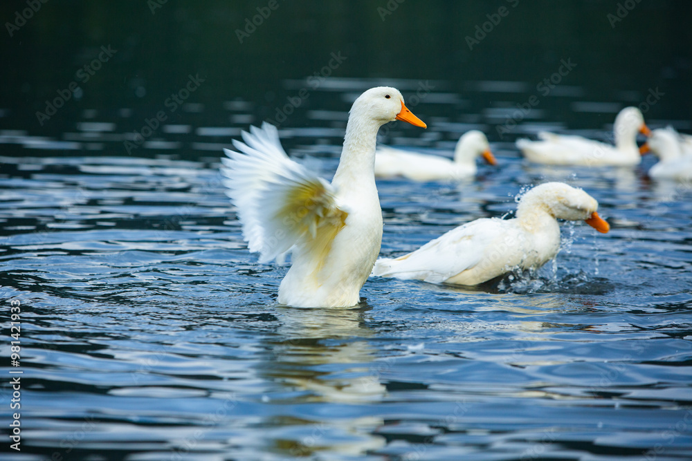 Happy domestic white duck bathing on the lake. Happy domestic white duck bathing on the lake.