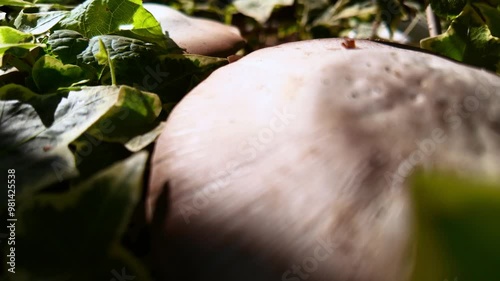 Agaricus mushroom in a coniferous forest photo