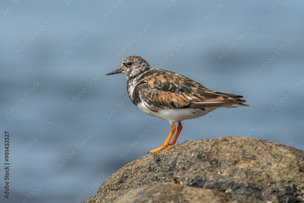 Ruddy Turnstone (Arenaria interpres) searching for food on an Atlantic coast shore.