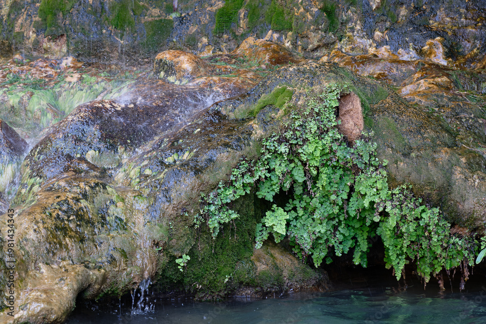 Φωτογραφία Imouzzer Ida Ou Tanane, Morocco : beautiful composition with wet rock, green vegetation and water in the site of the waterfall