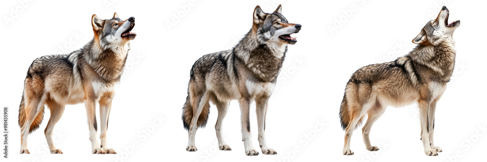 Set of a majestic wolf isolated on transparent background Set of a majestic wolf isolated on transparent background