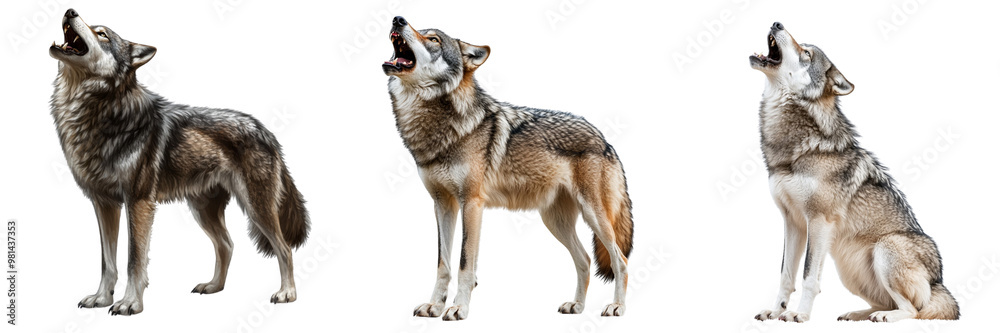 Fototapeta premium Set of a majestic wolf isolated on transparent background