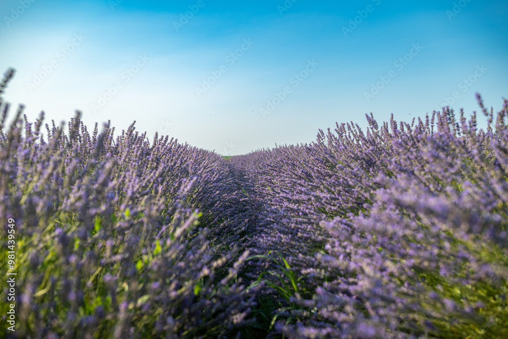 Purple lavender field and a beautiful sky Purple lavender field and a beautiful sky