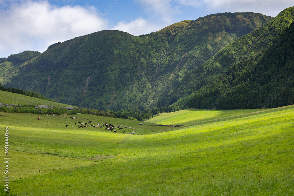 Landscape with green meadow with herd of cows grazing and mountain in background. Sete Cidades, Sao Miguel, Azores, Portugal Landscape with green meadow with herd of cows grazing and mountain in background. Sete Cidades, Sao Miguel, Azores, Portugal