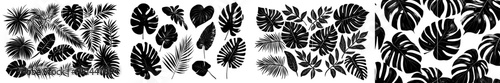 Exotic leaves of tropical plant philodendron bipinnatifidum or selloum isolated on a white background. Modern illustration. photo