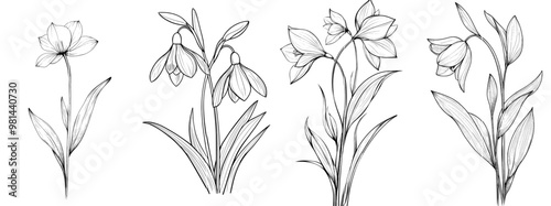 Drawing style of a snowdrop flower in continuous line. Black line art sketch isolated on white background.