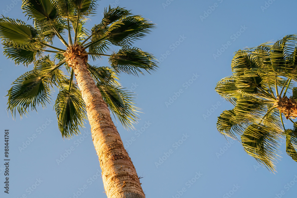 Wide photo showing a low angle shot of long trees, Looking up at two tall palm trees with clear blue skies in the background on a sunny day.