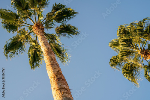 Obraz na płótnie Wide photo showing a low angle shot of long trees, Looking up at two tall palm trees with clear blue skies in the background on a sunny day. w salonie