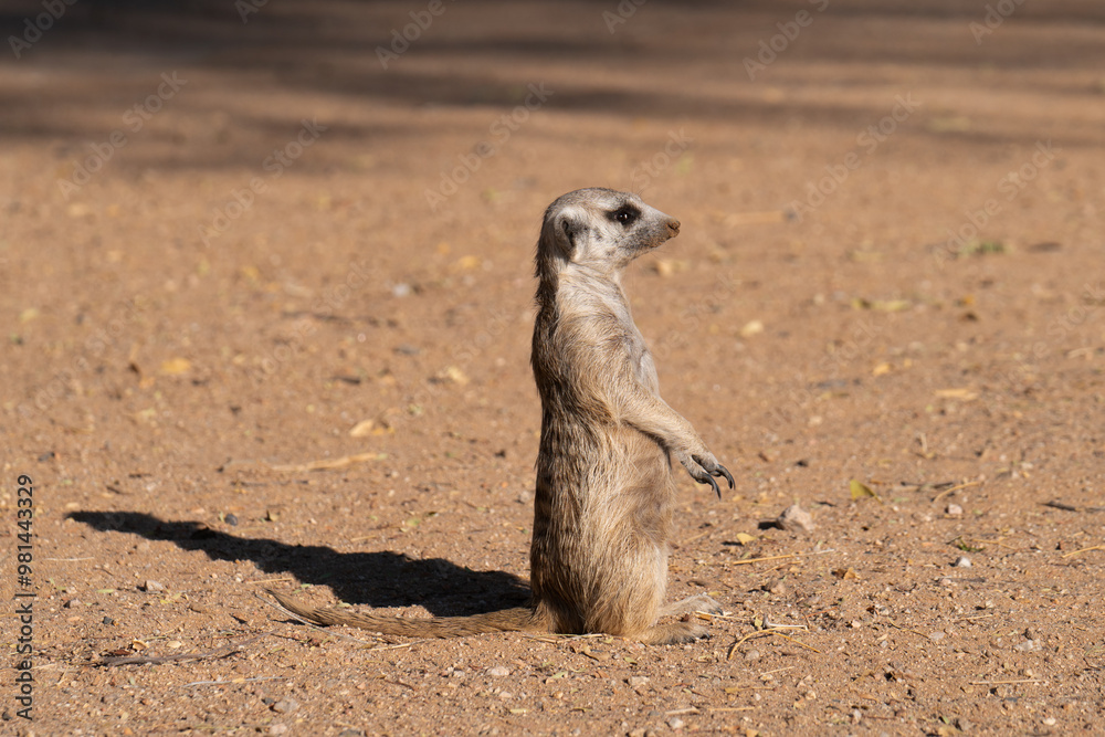 Fototapeta premium meerkat on the lookout