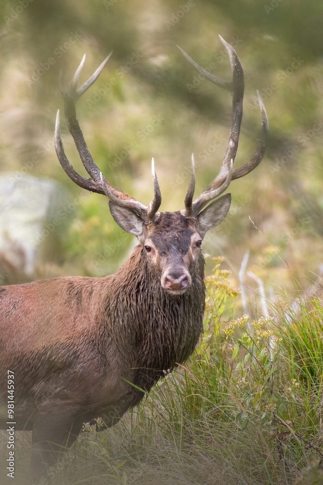 Close up portrait of wild Red deer stag (Cervus elaphus) looking into camera from the thick forest. Massive wild animal taken in the Italian Alps, September.