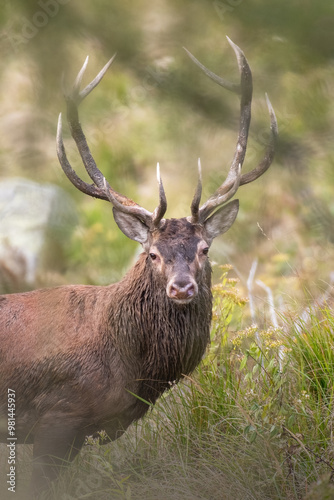 Obraz na płótnie Close up portrait of wild Red deer stag (Cervus elaphus) looking into camera from the thick forest. Massive wild animal taken in the Italian Alps, September. w salonie