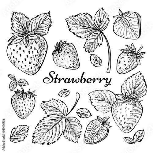 Vector hand drawn strawberry sketch, botanic collection with berries and leaves, line art