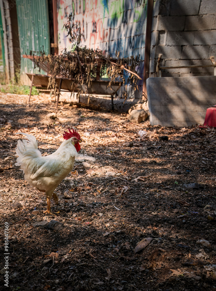 A white rooster with a red comb stands in a rustic backyard, surrounded by dry leaves and a wheelbarrow filled with branches.