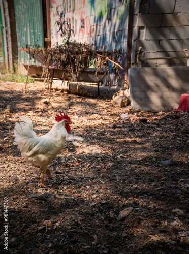Obraz na płótnie A white rooster with a red comb stands in a rustic backyard, surrounded by dry leaves and a wheelbarrow filled with branches. w salonie