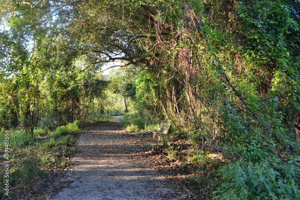 Obraz premium Shaded Forest Path Covered with Trees in Brazos Bend State Park, Texas