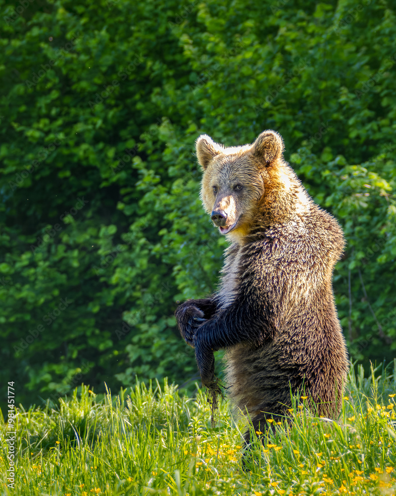 Niedźwiedź brunatny, gatunek drapieżnego ssaka Niedźwiedź brunatny, gatunek drapieżnego ssaka