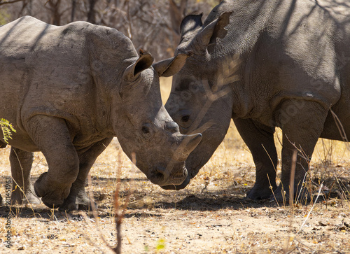 Rhinos of Matobo National Park photo