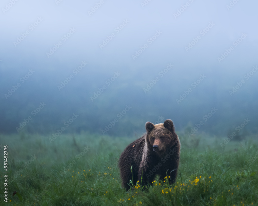 Fototapeta premium Niedźwiedź brunatny, gatunek drapieżnego ssaka 