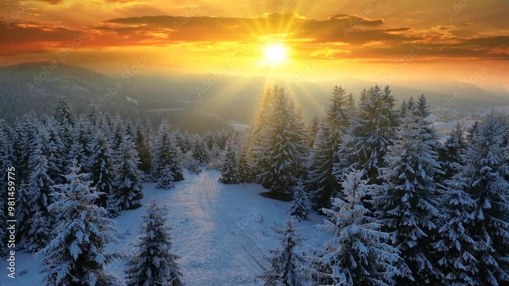 Drone footage of the forest in winter time at sunset, landscape snow covered trees nature - beautiful Europe aerial pine forest mountain, season travel white frozen nature idyllic