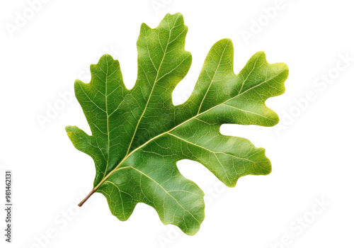 Oak leave. Transparent background, Isolated PNG.