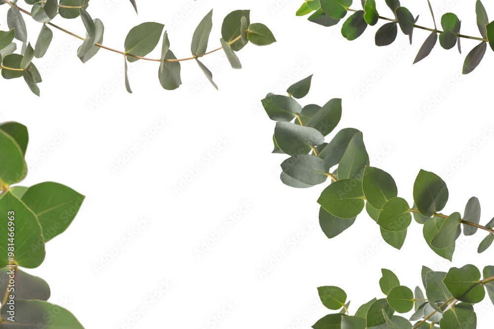 Obraz premium Eucalyptus sprig isolated on a white background.