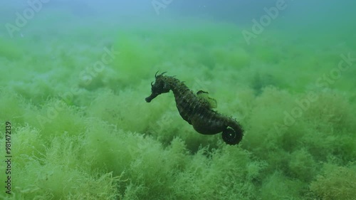 Pregnant male of Sea horse vigorously swimming above seabed covered with dense thickets of green algae Cladophora, Slow Motion, Closeup, Long Snouted Seahorse (Hippocampus guttulatus) photo