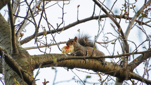 Squirrel Enjoying an Onion Ring with Ketchup.