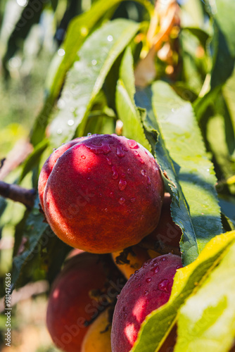 apples on a tree