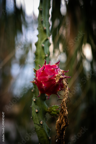 Dragon fruit