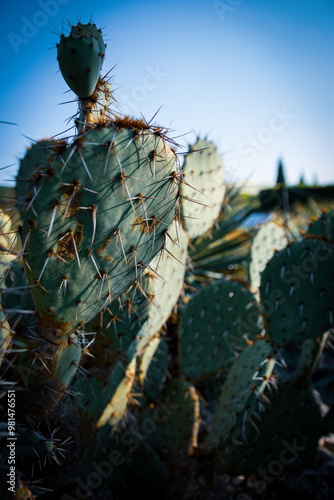 cactus