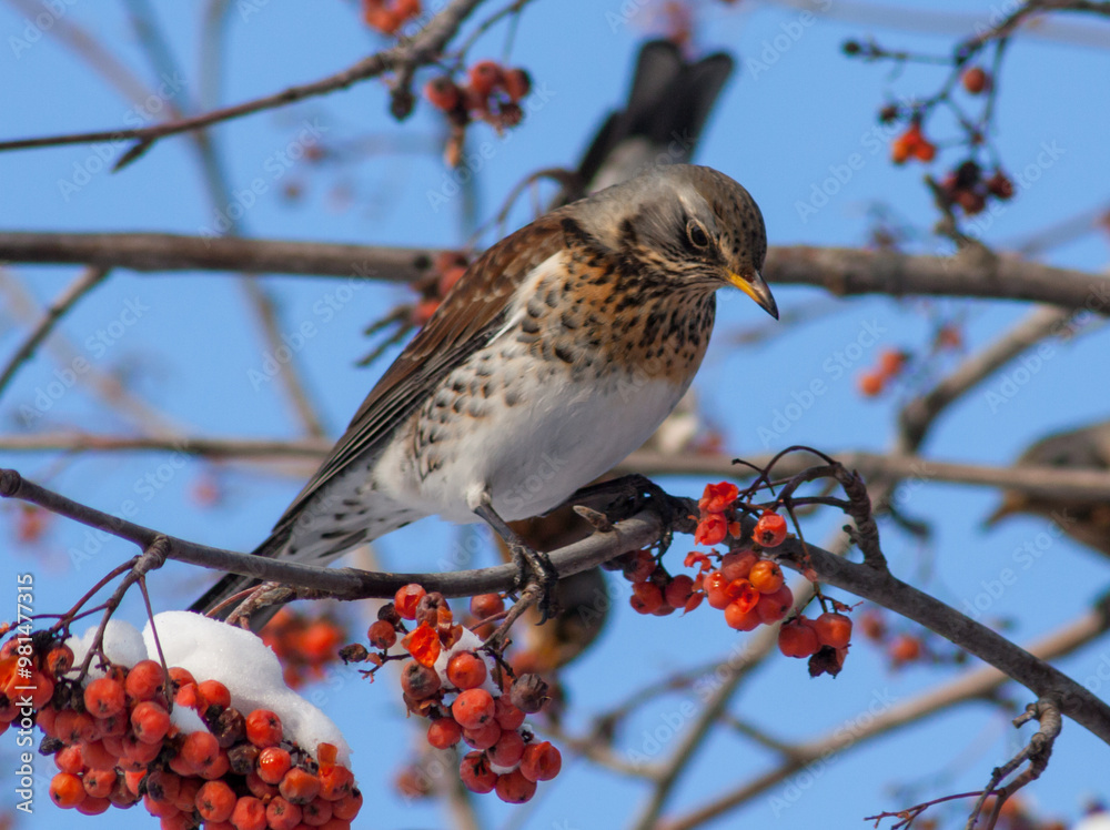 Fieldfare (Turdus pilaris) on the branch of mountain ash