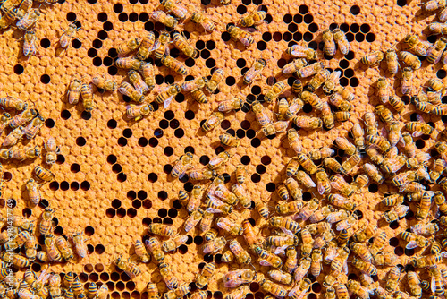 Bees on Vibrant Honeycomb in Motion Close-Up Perspective