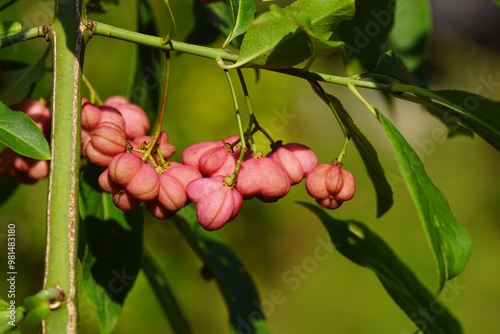 Close up rose red fruit of Spindle, European spindle, common spindle (Euonymus europaeus). Family Celastraceae. Dutch garden, late summer, September, Netherlands photo