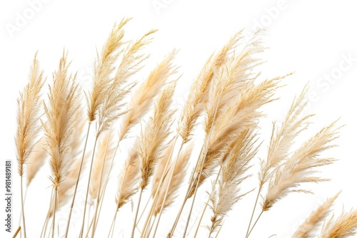 A close-up shot of tall grass with intricate details