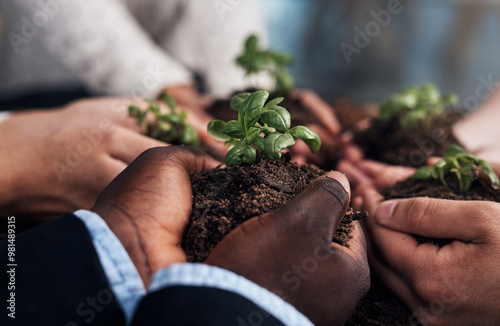 Hands, business people and soil with plant for accountability, sustainability and company green initiative. Group, environment and earth nurture with growth support and community teamwork together