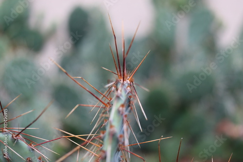 kaktus opuncja Opuntia macrocentra var. nevadensis photo