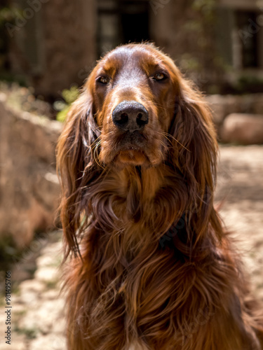 Portrait of a Irish Setter dog with long fur looking into the camera with a charming expression, sitting in a rustic mediterranean setting, perfect for pet care and dog-friendly lifestyle promotions.