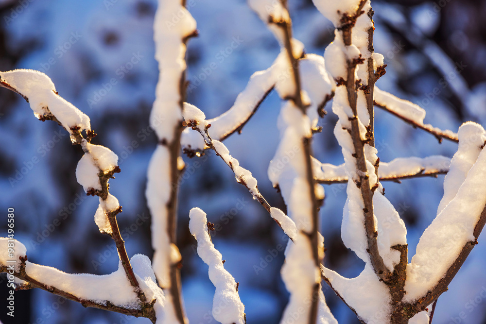 Naklejka premium Close-up view of snow-covered apple tree branches on frosty sunny winter day.