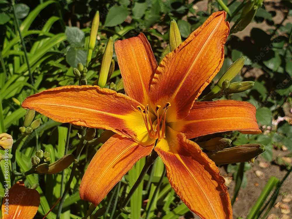 Fototapeta premium orange lily flower