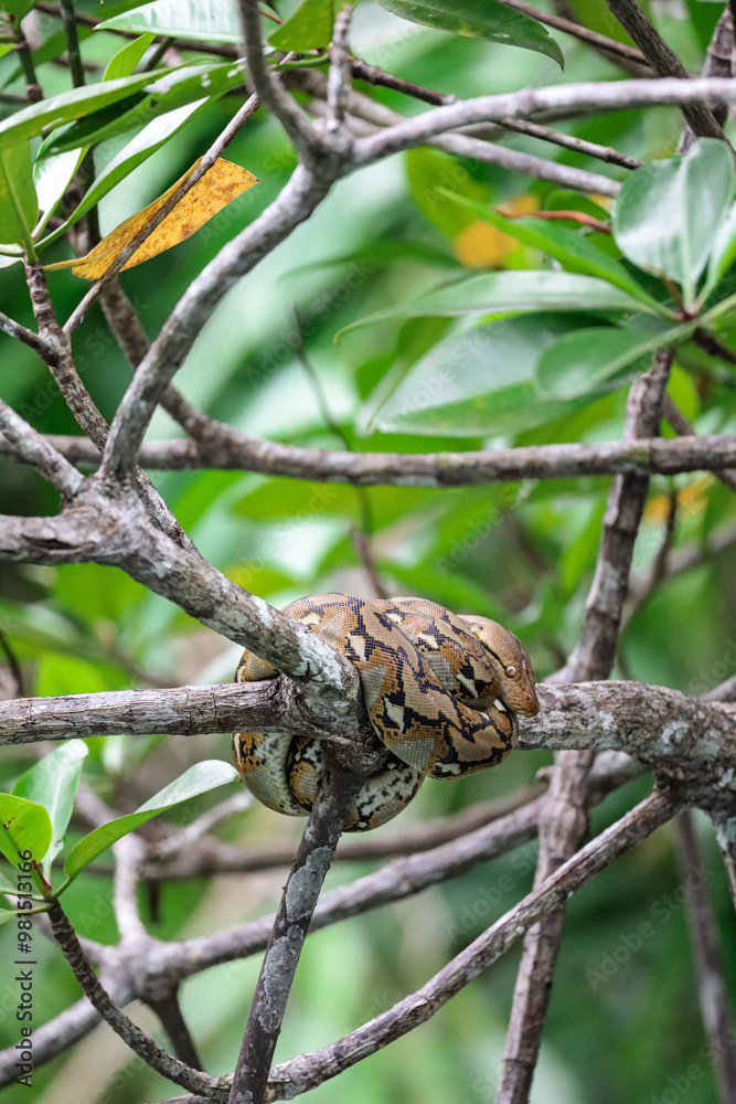 Beautiful portrait picture of a carpet python resting in a tree. Amazing wildlife spotting in a mangrove river in Palawan, island from the Philippines. Beautiful snake in the nature. Amazing colors. Beautiful portrait picture of a carpet python resting in a tree. Amazing wildlife spotting in a mangrove river in Palawan, island from the Philippines. Beautiful snake in the nature. Amazing colors.