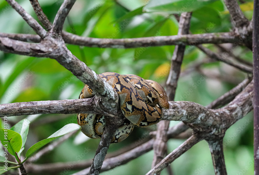 Beautiful picture of a carpet python resting in a tree. Amazing wildlife spotting in a mangrove river in Palawan, island from the Philippines. Beautiful snake in the nature. Beautiful picture of a carpet python resting in a tree. Amazing wildlife spotting in a mangrove river in Palawan, island from the Philippines. Beautiful snake in the nature.
