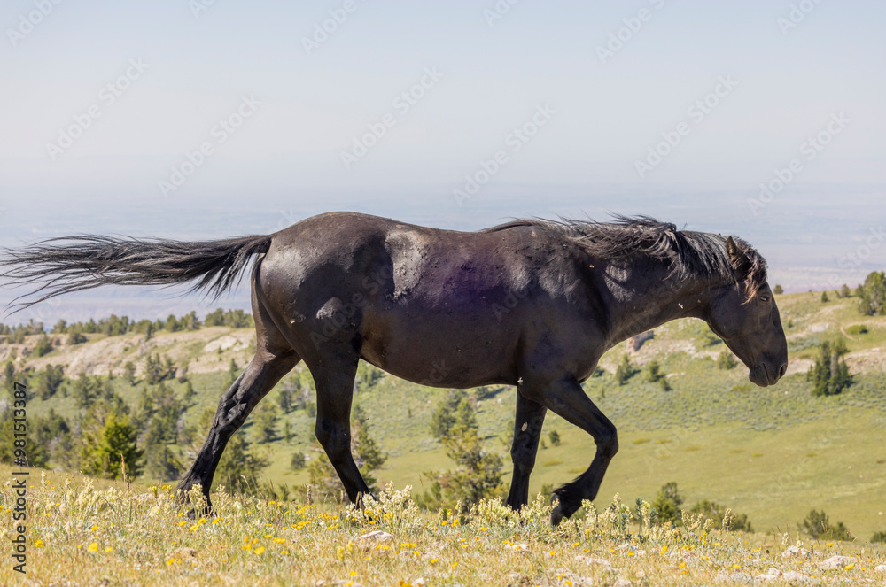 Wild Horse in the Pryor Mountains Montana in Summer