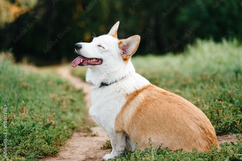 red and white Welsh Corgi Pembroke sits on trail in park with green grass in sunny summer day, looks up at owner, walking in park, dogwalking concept red and white Welsh Corgi Pembroke sits on trail in park with green grass in sunny summer day, looks up at owner, walking in park, dogwalking concept