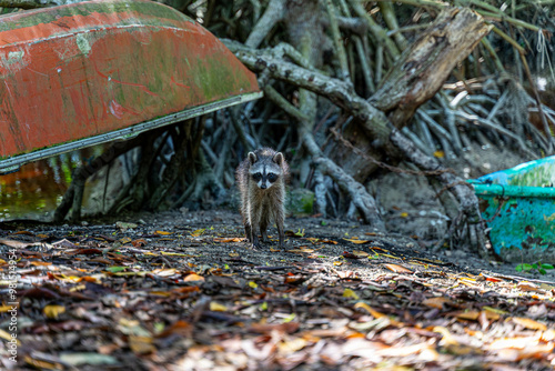 Mexican raccoon