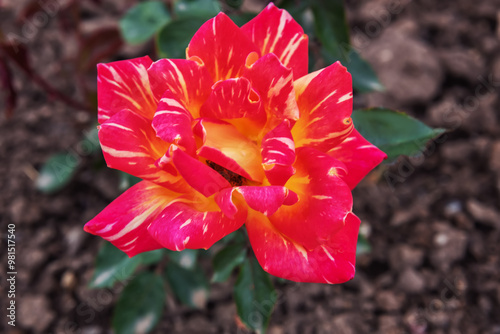 Rose Harry Wheatcroft. The two-colored hybrid tea rose