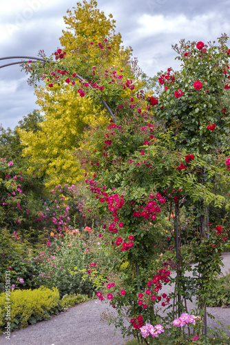 Rose garden in Germany. Bush and climbing roses of bright colors, different exquisite varieties