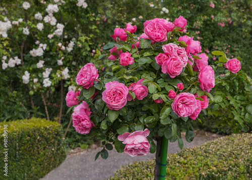 Standard Tree Roses, Stem Roses, magnificent garden plants are garden decorate